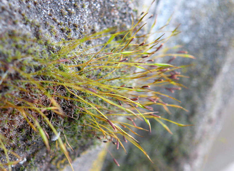 Muschio del muretto: Tortula muralis?